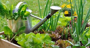 Votre potager maison Votre potager maison